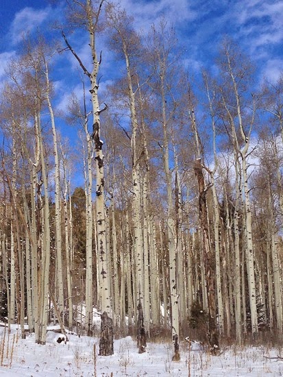 Snowshoeing Big Tesuque Campground Area and Trail 013