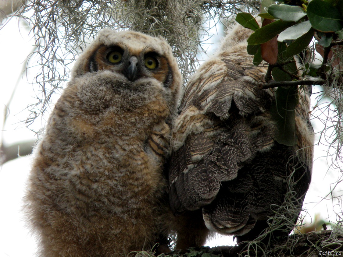 [Jeffs%2520Digiscoped_055%255B13%255D.jpg]