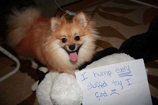 [dog-shaming-bad-32%255B2%255D.jpg]