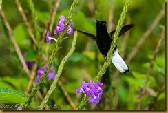 Black-bellied Hummingbird