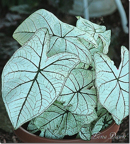 Caladium_White