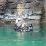 Seattle Aquarium January 2012