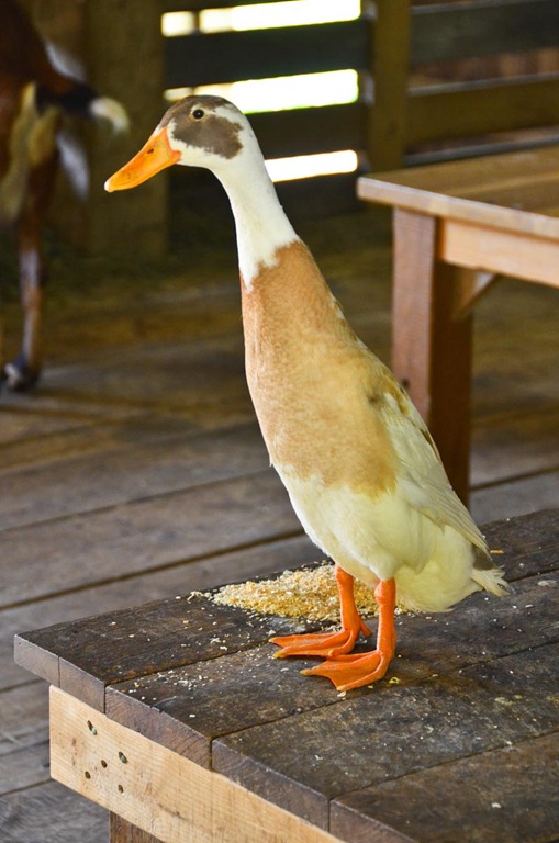 [DSC_7481%255B4%255D.jpg]