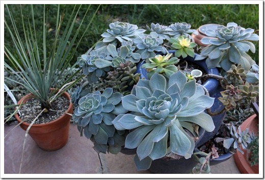 120202_Echeveria-Azure-Blue1a 120202_Echeveria-Azure-Blue1a