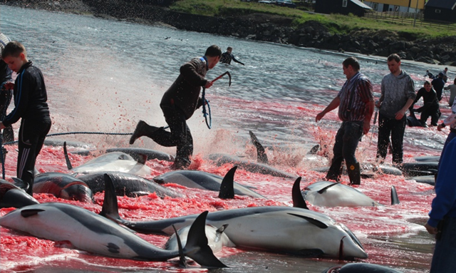 White sided dolphins being slaughtered on the Hvalba beach in the Faroe Islands, 13 August 2013. The grindadr&aacute;p, or grind hunt, is an annual event in the Faroes, with hundreds of marine mammals butchered, mostly pilot whales. Photo: Sea Shepherd Conservation Society