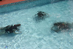 Practicing for scuba diving in a pool in Saint Kitts