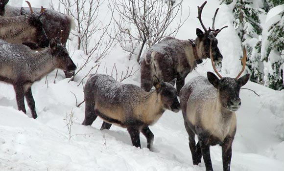 Woodland caribou are on the verge of dying out in Alberta, where tar sands development adversely affects the herds. British Columbia Forest Service