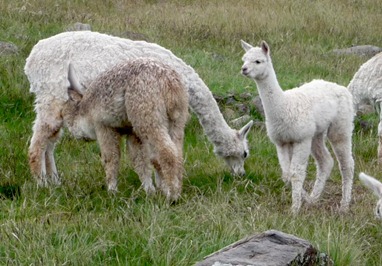 [NursingAlpaca%255B5%255D.jpg]