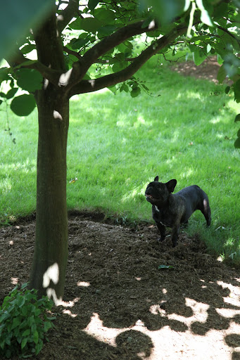 Those squirrels are around here somewhere!  I just know it!