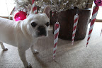 Yes, all of these ornaments are very nice, but I think this tree is missing something.