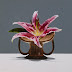Object: 20325 - Essenza socchiusa - 40 x 40 cm - € 4950,=