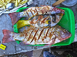 Some fresh locally caught fish on Nosy Mitsio - huge and delicious! (Though not cooked yet in this photo, only prepared for grilling) Madagascar6 - 083.jpg