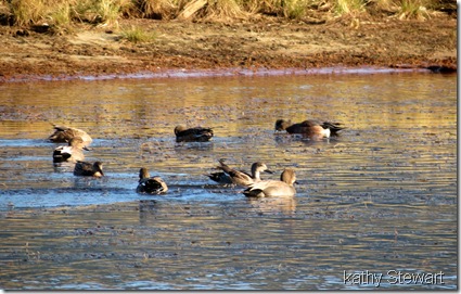 Gadwall and Wigeon