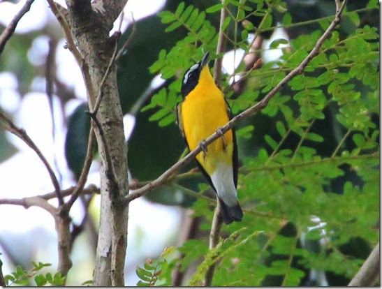 yellow rump flycatcher (4) yellow rump flycatcher (4)