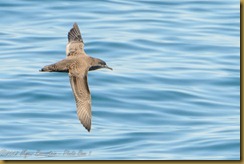 Sooty Shearwater