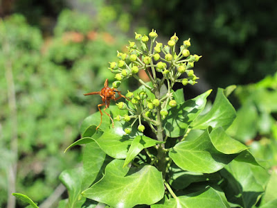 bright orange wasps inhabited the garden