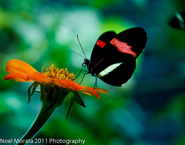 _MG_6145 _MG_6145