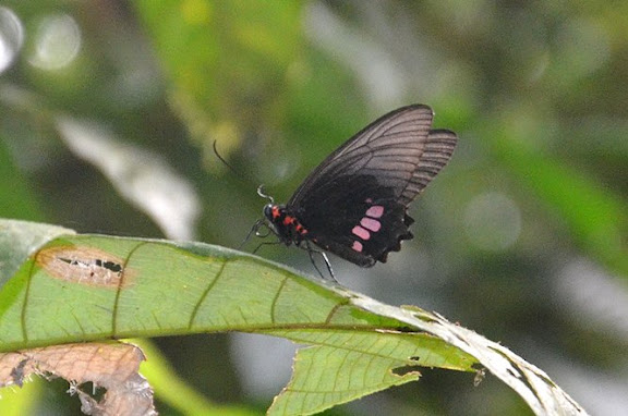 Parides aeneas lucasi BROWN & LAMAS, 1994, femelle. Crique Tortue, près de Saut Athanase (Guyane). 22 novembre 2011. Photo : M. Belloin
