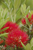 iStock_NZD_OHUTUKAWA_05258082.jpg