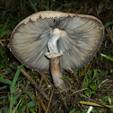 False Parasol