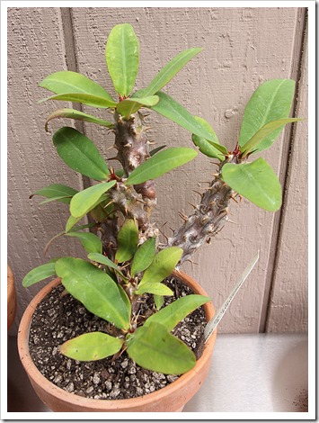 111003_Euphorbia-millii_01