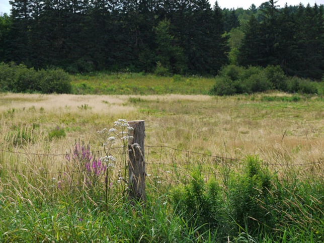meadow_3