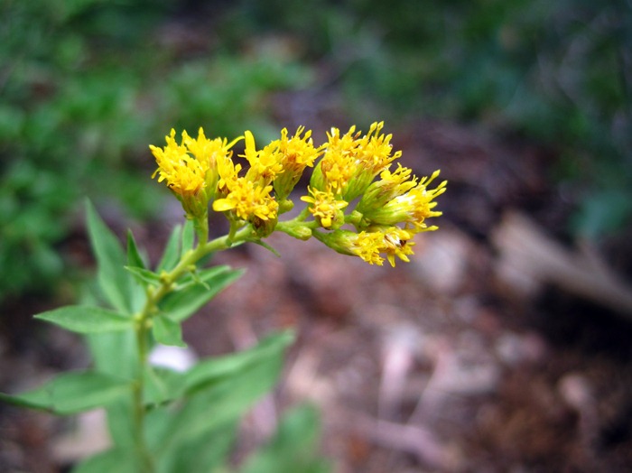 golden wildflowers Millcreek Canyon Utah
