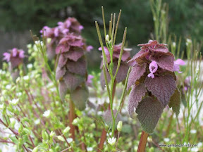 plantas.jpg
