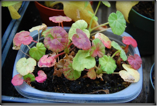 babygeraniums