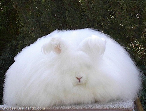 coelho angora peludo desbaratinando (1) coelho angora peludo desbaratinando (1)