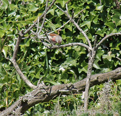 [24-Linnet%255B2%255D.jpg]