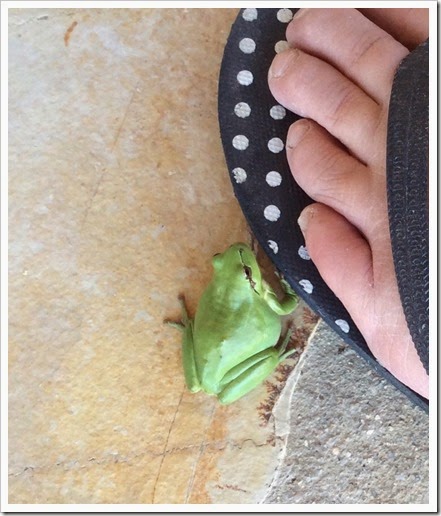 Kermit Kermit