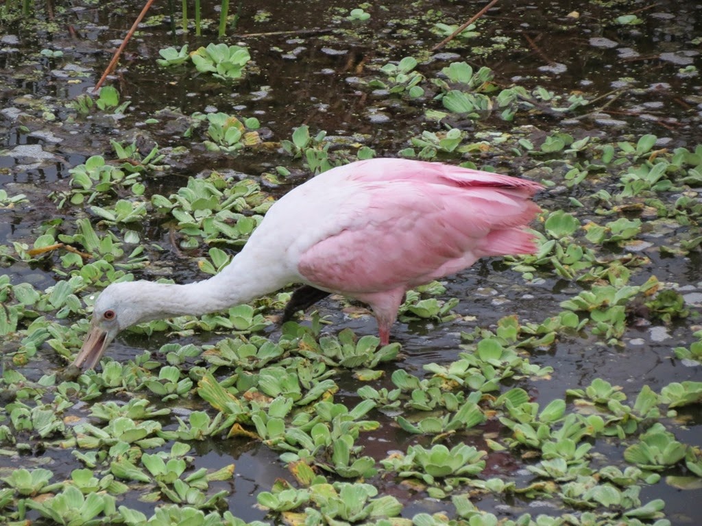 [ft_desoto_celery_fields_spoonbill%255B4%255D.jpg]