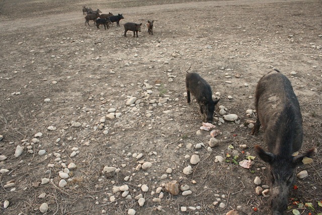 [RanchJune180303.jpg]