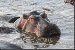 October 20, 2012 hippo face
