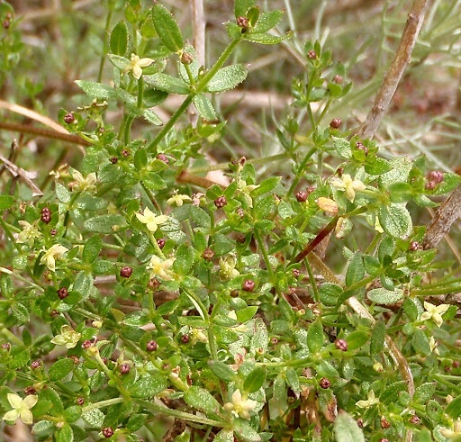 Galiumporrigenshna20120409a