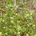 Galiumporrigenshna20120409a