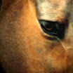 Aslan_Eye_WtrClr.jpg