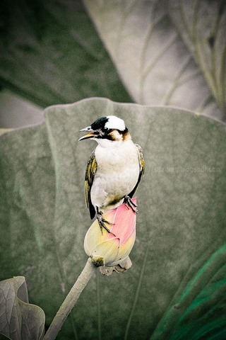 DSC_2753 DSC_2753
