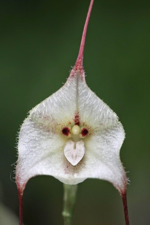 [DRACULA-REZEKIANA-13.jpg]