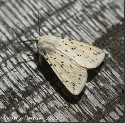 white-ermine