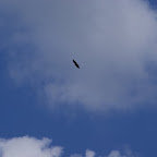 D1 seizoen 2009-2010