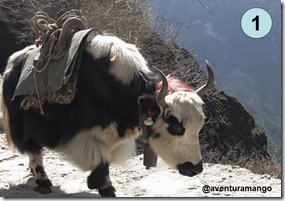 Yak Yak