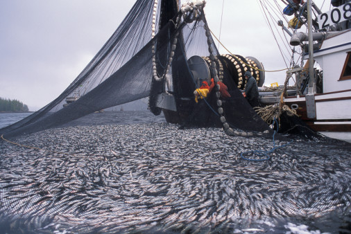 fish3.jpg
