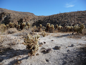 Sea of Cholla