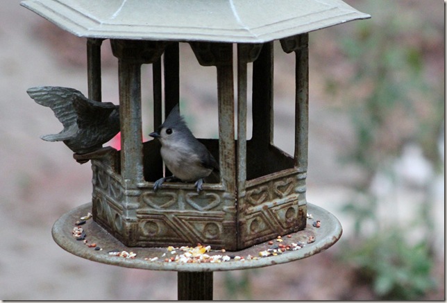 Tufted Titmouse Tufted Titmouse