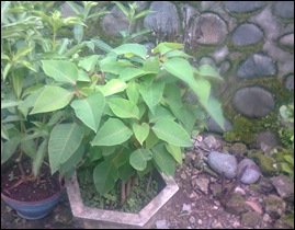 Pucak maros0977 Pucak maros0977
