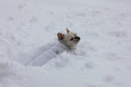 In fact, my little legs aren't getting me anywhere!