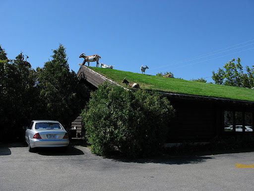 Al Johnson's Swedish restaurant in Sister Bay, Wisconsin, has a roof that goats can graze on! (©All rights reserved by Big Rye)