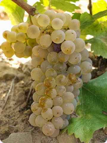 Garnacha blanca Garnacha blanca